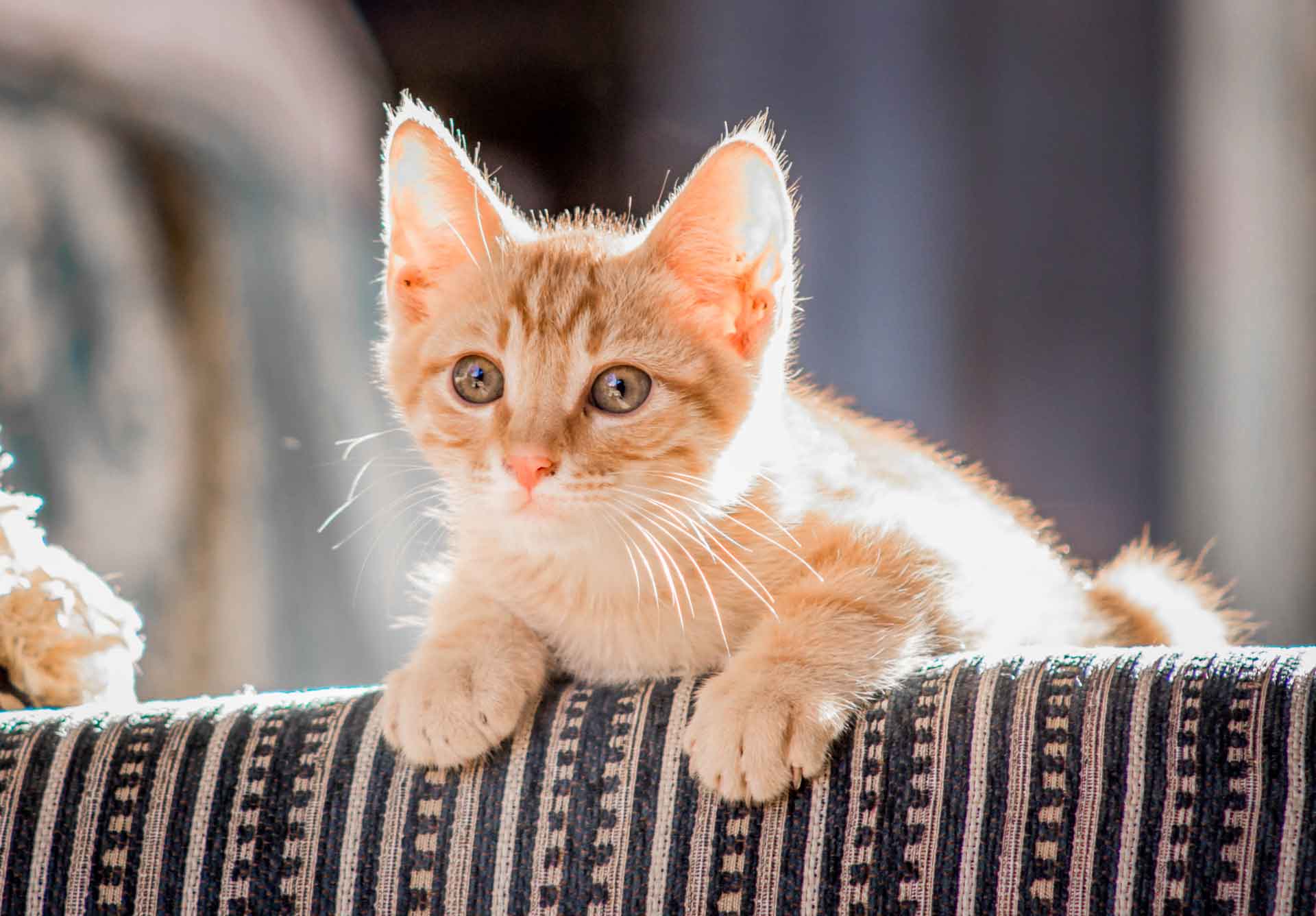 warmer-and-longer-days-mean-it-s-kitten-season-rspca-tasmania