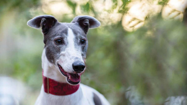 RSPCA Greyhound Adoption Program