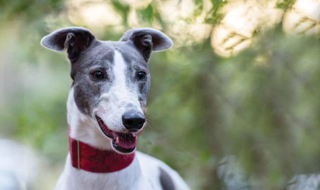 RSPCA Greyhound Adoption Program