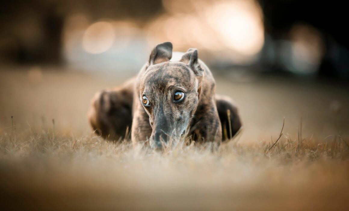 Greyhounds Tasracing